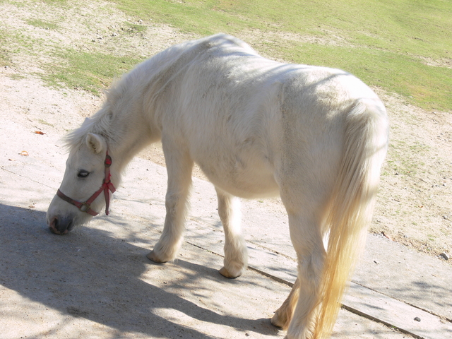 動物ふれあい施設 で働く 飼育スタッフ の仕事内容 給料レポート 公務員総研