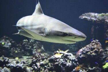 日本近海でサメの目撃情報と、世界で発生している死亡事故などについて(2022年8月情報）